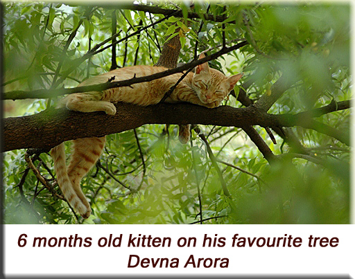 Devna Arora - Kitten on his favourite tree